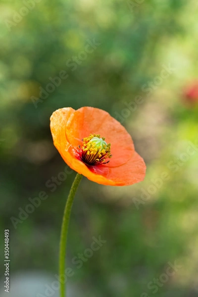 Obraz Nagagami Papaver