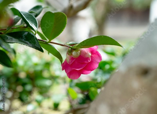 Obraz camellia