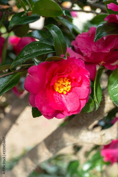 Obraz camellia