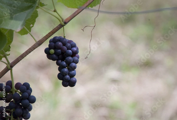 Fototapeta grape black