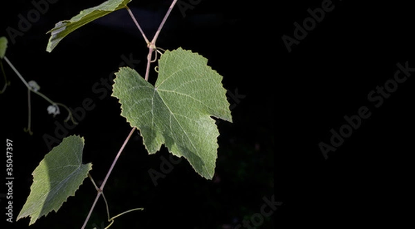 Fototapeta Leaf  grapes