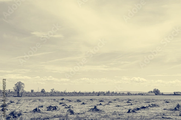 Obraz Cleared forest with only tree stumps left.