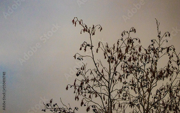 Fototapeta Tree against grey sky