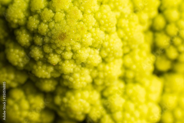 Fototapeta Broccoli detail in macro