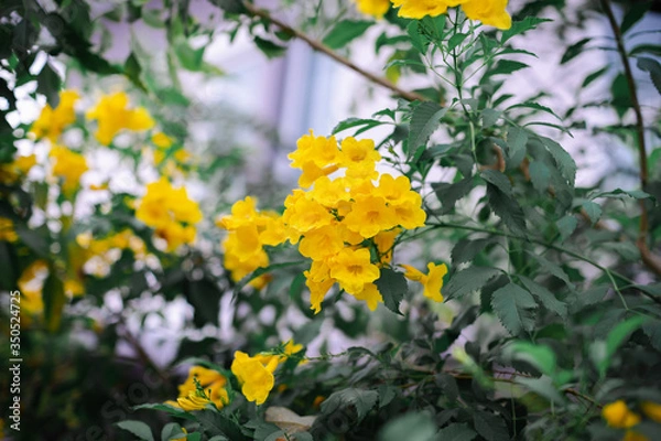 Obraz Kwitnienie kwiatów bzu żółtego