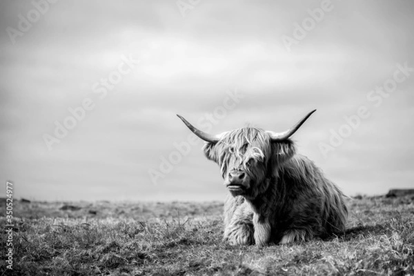 Fototapeta krowa góralska nad morzem w mull