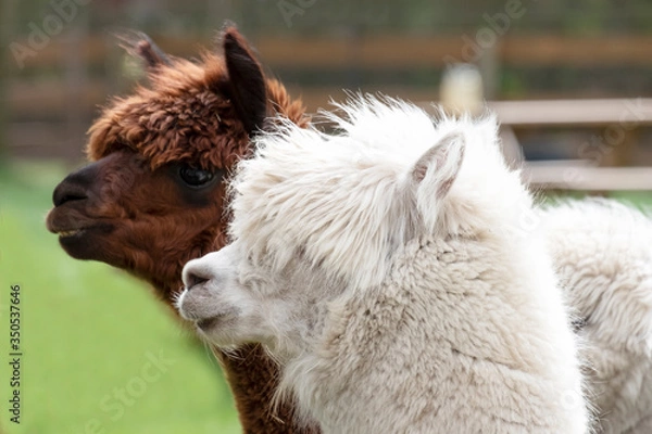 Fototapeta White Alpaca, a white alpaca in front of brown alpaca. Selective focus on the head of the white alpaca, photo of heads