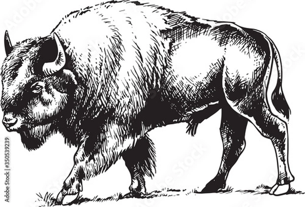 Obraz Bull Bison or Buffalo
