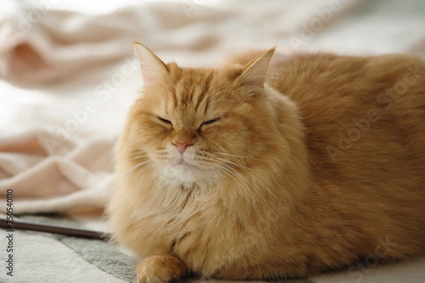 Fototapeta 眠たい猫のマンチカン