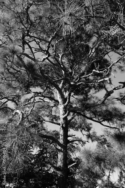 Fototapeta high contrast tree in sunshine