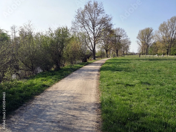 Fototapeta path trees and green meadow