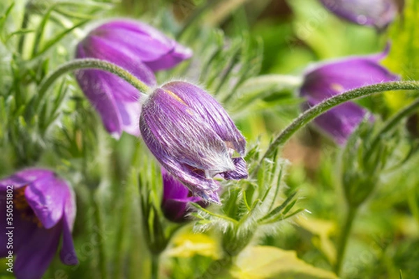 Obraz Sleep grass in the forest