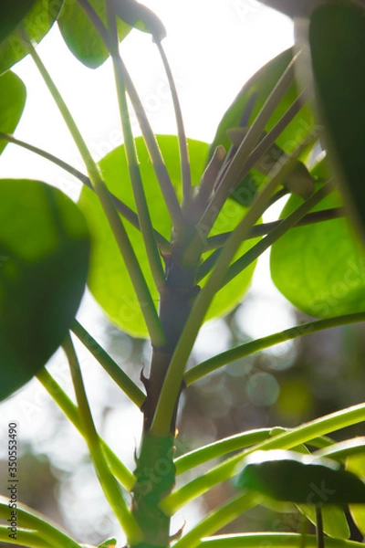Obraz Green Plant with the sun in the background 