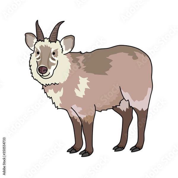 Obraz ニホンカモシカ