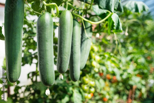 Obraz Fresh bunch of green ripe natural cucumbers growing on a branch in homemade greenhouse. Blurry background and copy space for your advertising text message