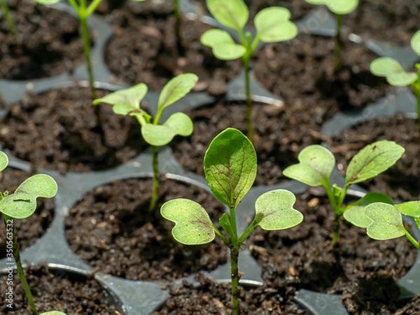 Fototapeta Seedling growth of Chinese cabbage plant