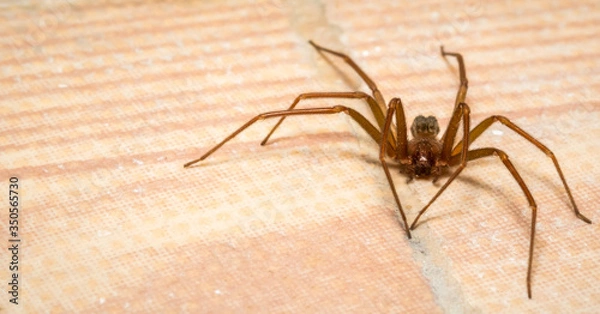 Obraz Brown recluse spider lurking
