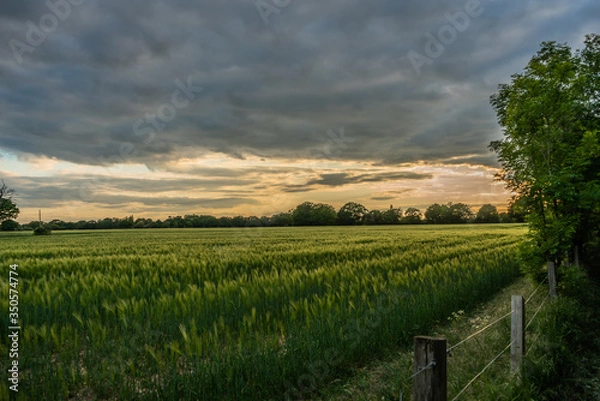 Obraz Sunset over Field
