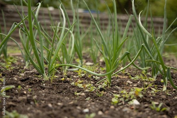 Obraz Onion plant growing in garden