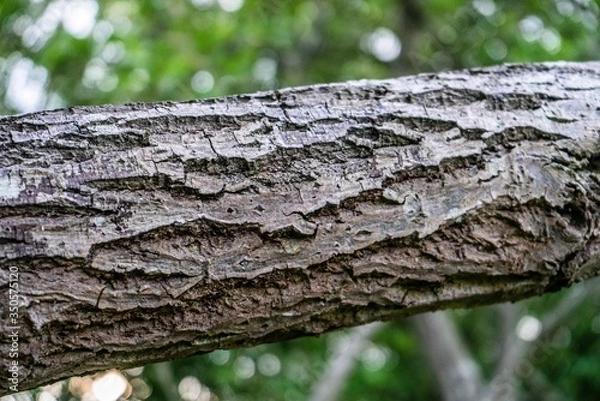 Fototapeta Tree Bark