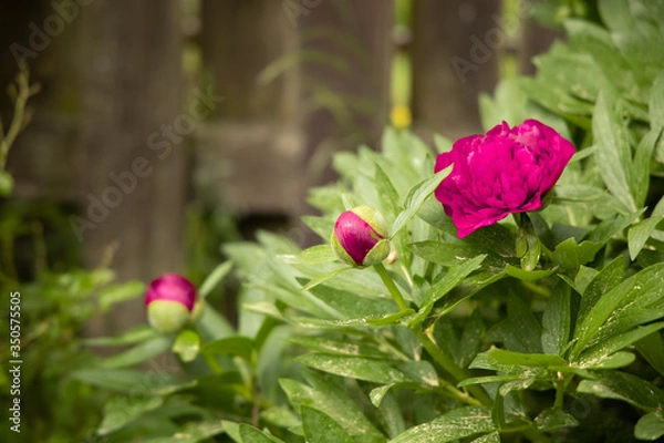 Obraz pink peony starting blossom