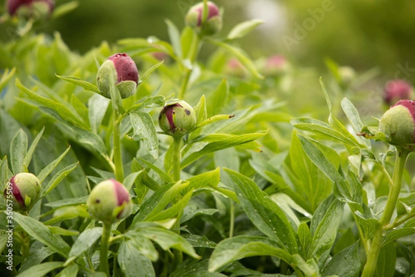 Obraz pink peony starting blossom