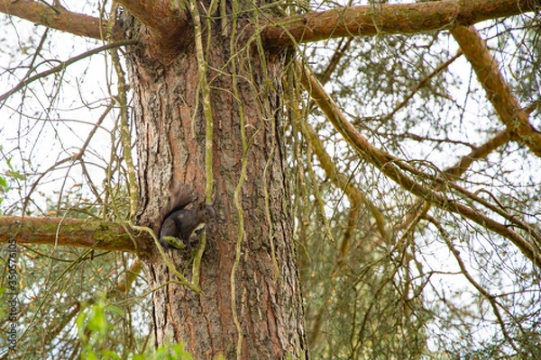 Obraz squirrel sitting on a tree