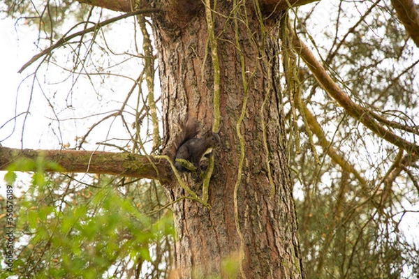 Obraz squirrel sitting on a tree