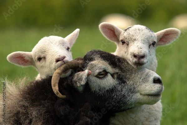 Obraz lamb and sheep