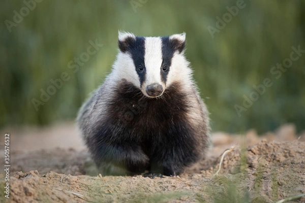 Fototapeta Badger, Meles meles, single mammal at dusk