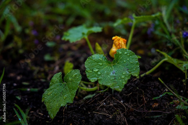 Fototapeta Zucchini plant close up with blossom in background and leaves with rain drops in foreground