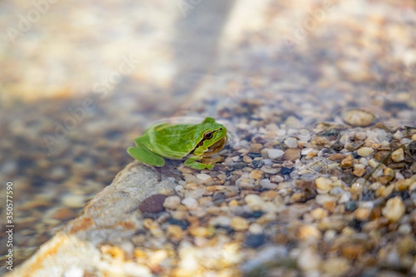 Obraz green frog in water close up