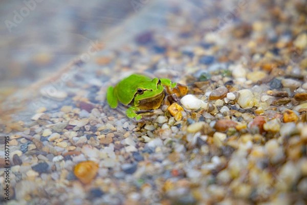 Obraz green frog in water close up