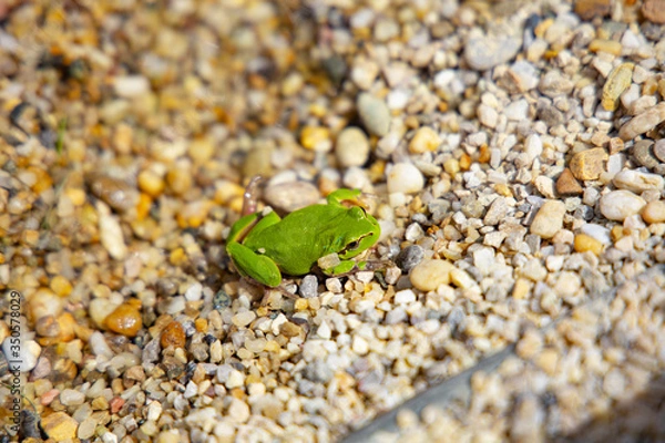 Obraz green frog in water close up