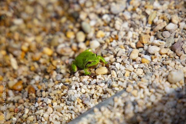 Obraz green frog in water close up