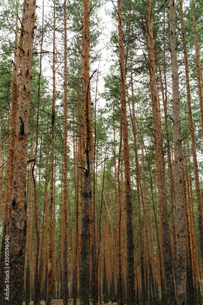 Fototapeta Pine forest. Tree trunks in the forest. 
