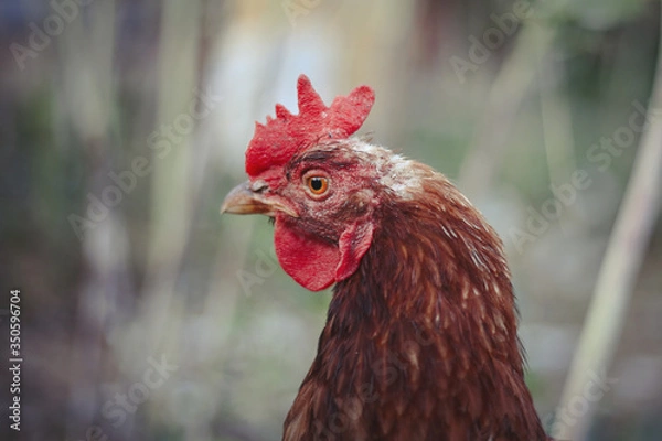 Obraz Hens feed on the traditional rural barnyard. Hen standing in grass on rural garden in countryside. Close up of chicken standing at barn yard with chicken coop. Free range poultry farming