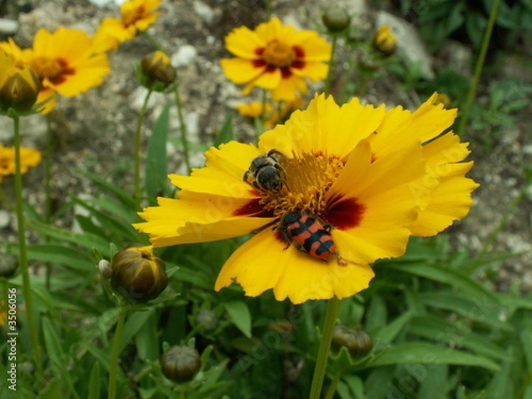 Fototapeta fleur jaune