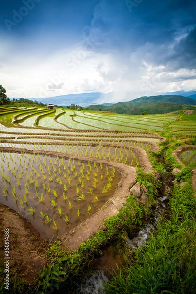 Fototapeta Beautiful landscape view of rice terraces and cottages in the rainy season and mountain in the background,Pa bong Pieng,Mae Jam, ChiangMai,Thailand