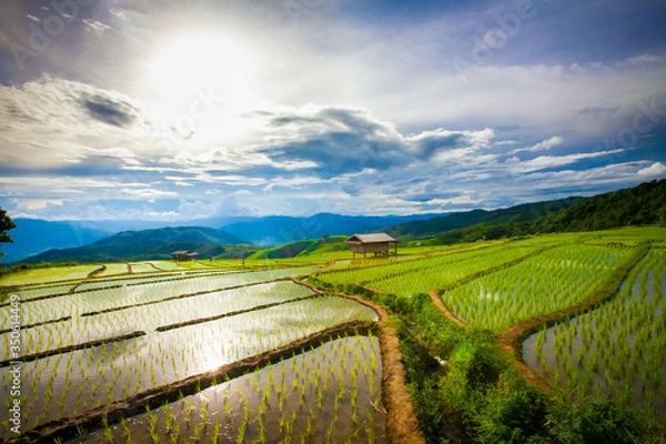 Fototapeta Beautiful landscape view of rice terraces and cottages in the rainy season and mountain in the background,Pa bong Pieng,Mae Jam, ChiangMai,Thailand