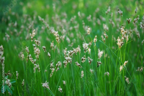 Fototapeta Blooming grass in the meadow. Green grass landscape. Close-up. Spring meadow background. Country scene. View of fresh bright spring green grass. Detail.