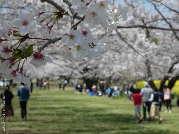 Fototapeta 桜並木