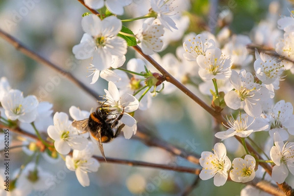 Obraz Cherry blossom trees in spring