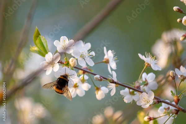 Obraz Cherry blossom trees in spring