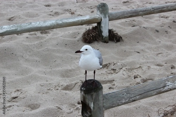 Fototapeta seagull on the beach