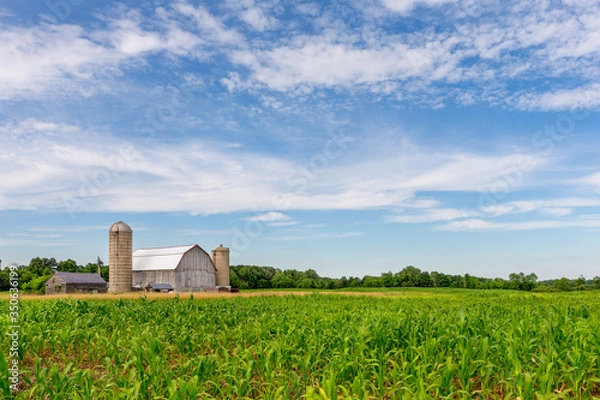 Obraz White Barn in Corn Field with Blue Sky