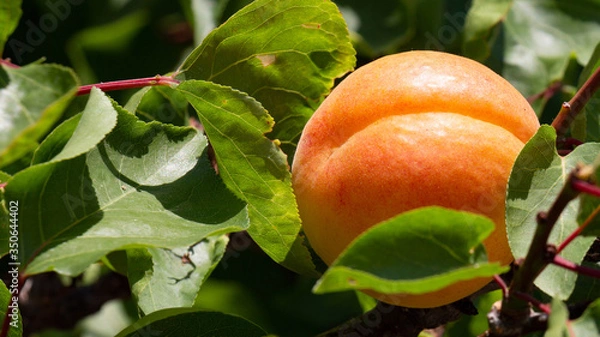 Obraz Juicy, ripe peach on a green branch
