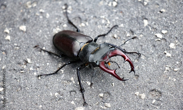 Obraz Close-up of a stag beetle on pavement