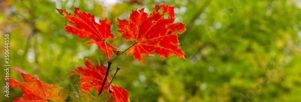 Obraz Red maple leaf on a background of green autumn nature