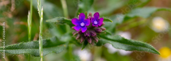 Obraz Lovely single Anchusa flower close-up on the green nature background